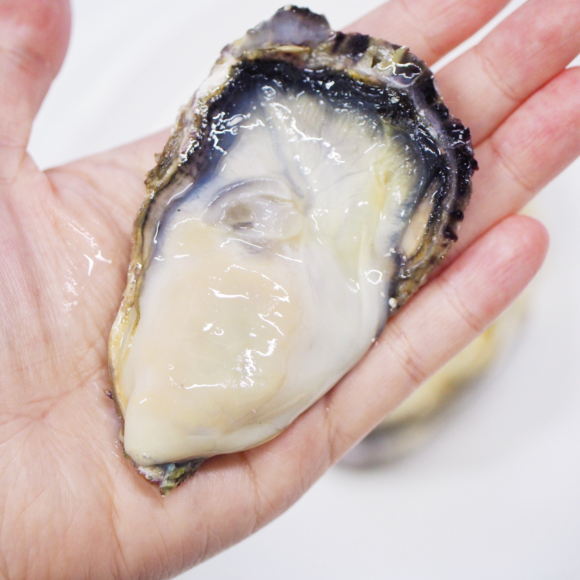Sakoshi Bay Sashimi grade Oysters / 坂越生食用牡蠣 12 Pieces Zairyo