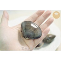 Hamaguri Clams / 蛤