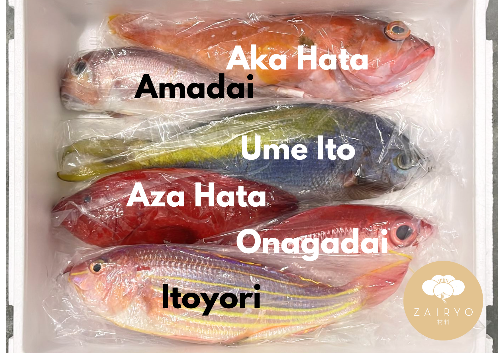 Kyushu Fresh Fish Box (Air-flown & Sashimi-grade!) – Zairyo