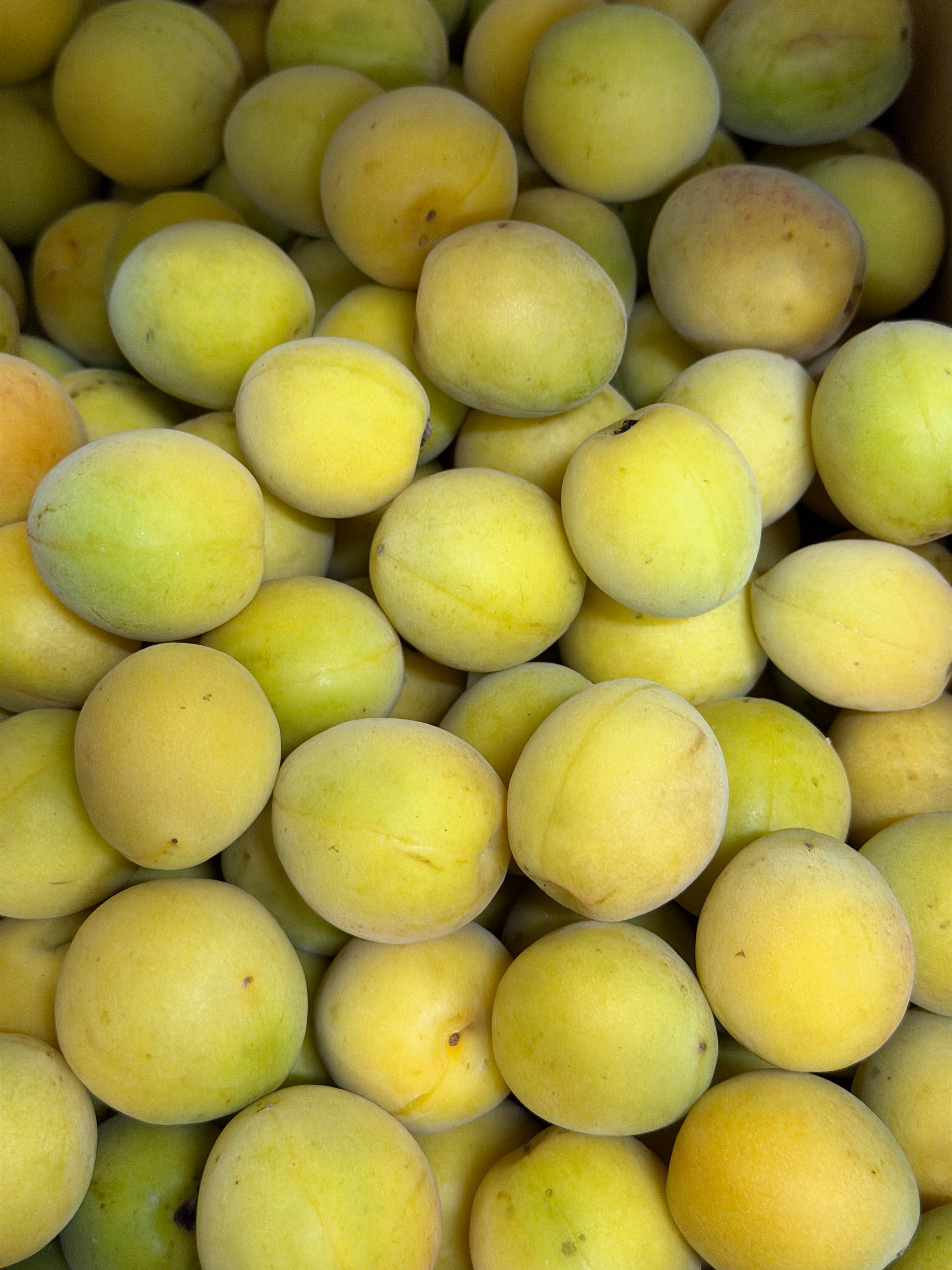 Ripe Ume 500G / 完熟梅