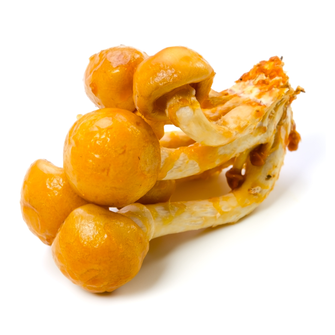 Fresh Jumbo Nameko Mushrooms (Shinshu Prefecture)