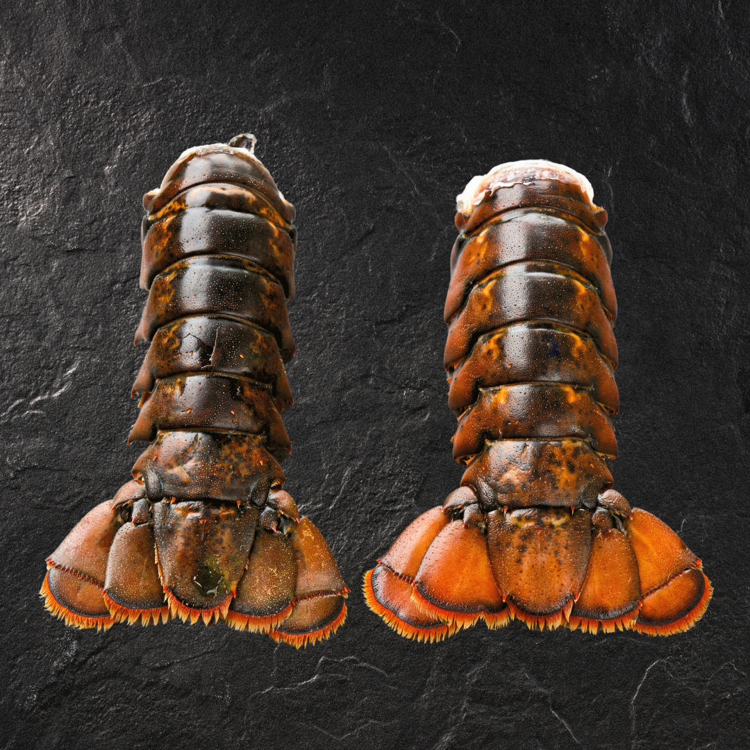 Wild Caught Raw Boston Lobster Tails 2PC