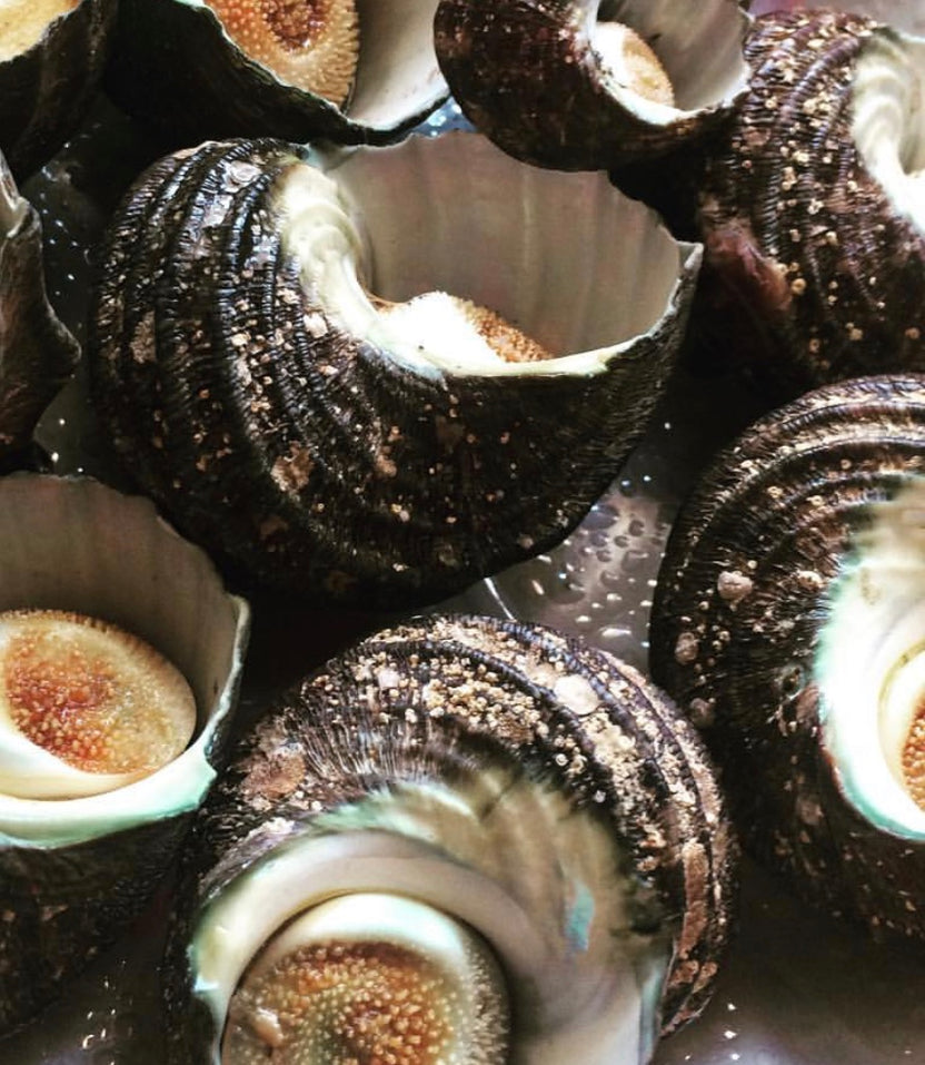 Sazae (Top Shell) / サザエ – Zairyo
