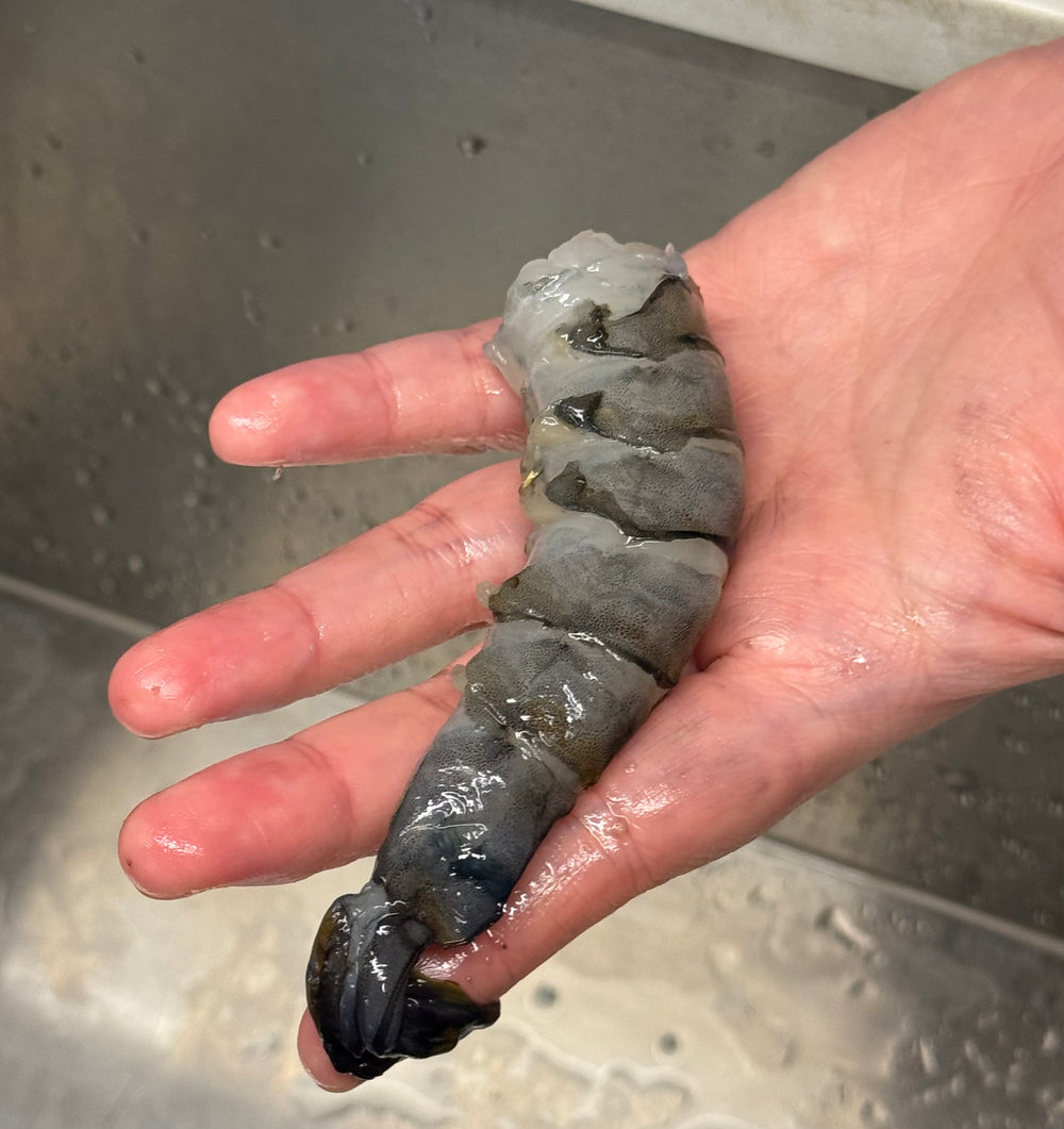 Raw tiger prawn held in a hand