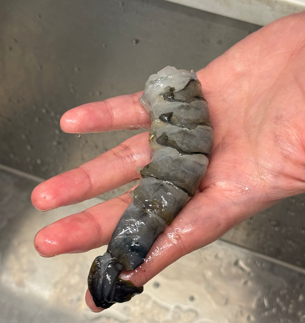 Raw tiger prawn held in a hand