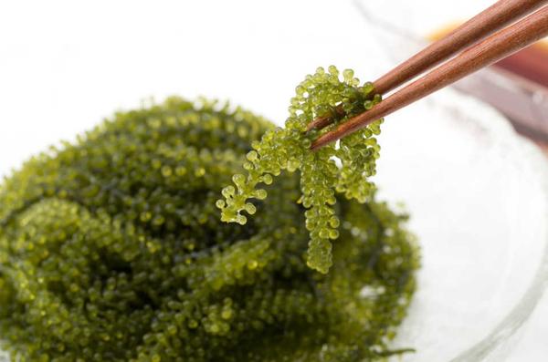 Umibudo / Sea Grapes 海ぶどう